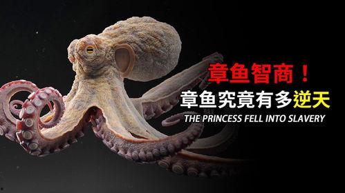 章鱼的视频,揭秘海洋中的神秘生物