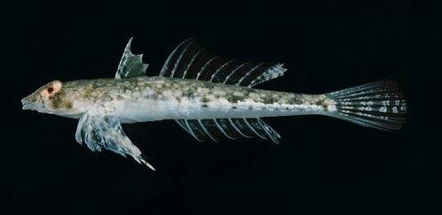 双线鱼视频,揭秘海洋中的神秘生物