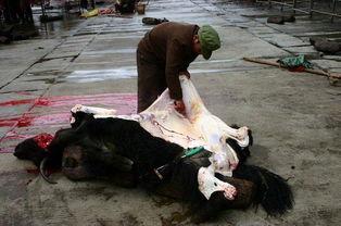 屠宰场杀狐狸视频