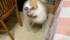 闪狗视频,揭秘短视频制作背后的创意与技巧